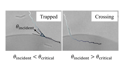 [천지용, 손주왕 석박통합과정, 정준우 교수]Motile bacteria crossing liquid-liquid interfaces of an aqueous isotropic-nematic coexistence phase
